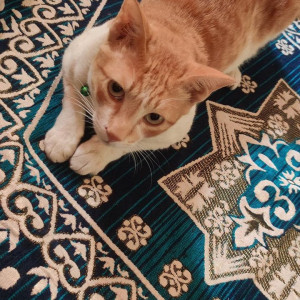 Missing: Orange Male Ginger Cat from Sector 10 Vashi, Navi Mumbai near Gav Devi-3