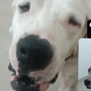 Found: White Male Indie Dog from Kelambakkam, Thiruporur-2