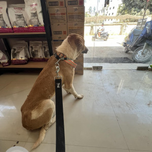 Found: White-Brown Mix Male Indie Dog from Bhartiya City, Kothanur-2