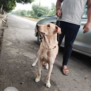 A White-Brown Mix Indie Dog Found from Khora, Noida-2