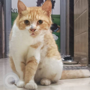 Found: Orange Female Indie Cat from Energyia fitness center, Kasarvadavli, Thane (w)