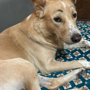 Missing: White-Brown Mix Male Indie Dog from Petrol pump , Dwarka sec 1 , near Maharaja Aggrasain Hospital