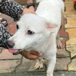 Found: White Male Indie Dog from MGM School in Nerul