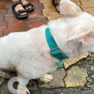 Found: White Male Indie Dog from MGM School in Nerul-2
