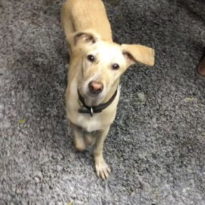Missing: White-Brown Mix Male Indie Dog from Saligramam-2