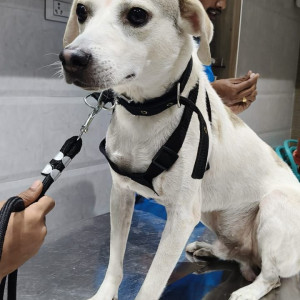 A White and Grey Indie Dog Missing from Bandra East, Mumbai