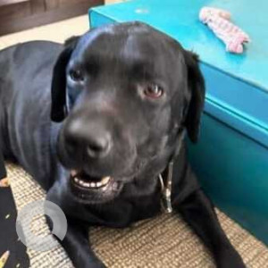 Found: Black Male Labrador Dog from Indiranagar Social-2