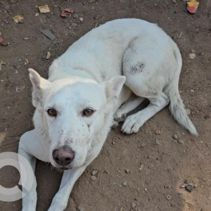 Missing: White Male Indie Dog from Aundh baner link road
