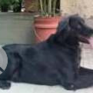 Missing: Black and White Male Pushmin Dog from Jabinda Ground, Beed Bypass, Ch. Sambhajinagar-2