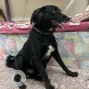 Missing: Black and White Male Pushmin Dog from Jabinda Ground, Beed Bypass, Ch. Sambhajinagar