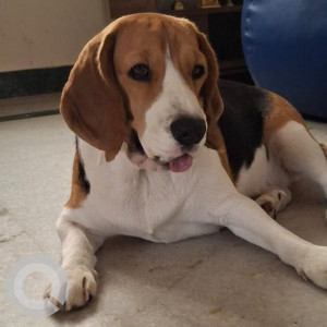 A White-Brown Mix Beagle Dog Found from Kumaraswamy Layout, Bengaluru