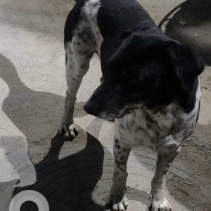 Missing: Black and White Male Indie Dog from Lane opp. Manea Salon, Kavuri Hills, Madhapur, Hyderabad-2
