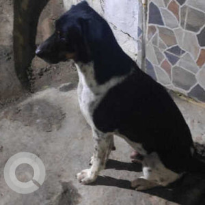 Missing: Black and White Male Indie Dog from Lane opp. Manea Salon, Kavuri Hills, Madhapur, Hyderabad