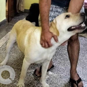 Found: Golden Female Labrador Dog from Sharma colony budh vihar phase 2, Delhi-2