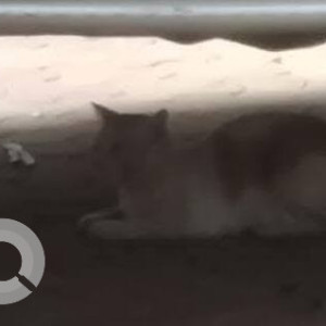 A White-Brown Mix Indie Cat Found from Khar West, Mumbai-3