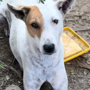 Missing: White-Brown Mix Female Indie Dog from Memnagar, Ahmadabad, Gujarat