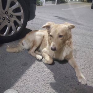 Found: White-Brown Mix Male Indie Dog from Calvary Church Vikaspuri-2