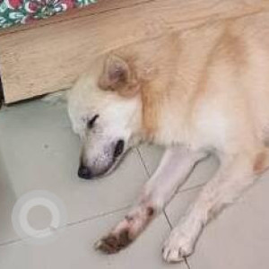 Found: White Male Pomeranian mix Dog from Bhatia medical, Bandra East, Landmark Chetana College Bandra East-3
