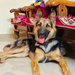 Found: Black and Brown Male German Shepherd Dog from Madhavnagar near Gopalpatti Hadpsar