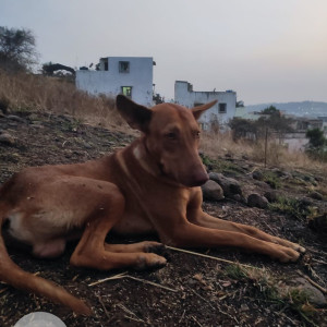 Missing: Brown Male Indie Dog from Shivshambho nagar area in Katraj, Pune-3