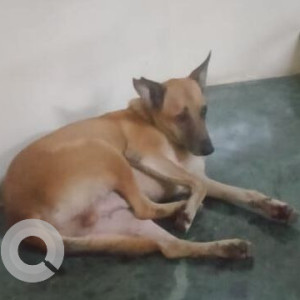 Found: White-Brown Mix Male Indie Dog from Kumar presidency lane 7 Koregaon park