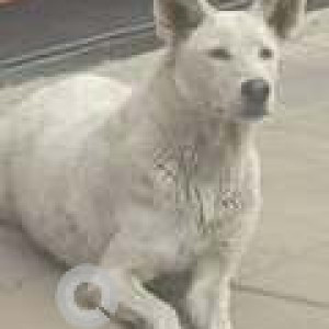 Found: White Male Indie Dog from ESquare on Pune University road-2