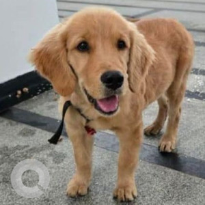 Found: Brown Female Golden Retriever Dog from Vattinagullapally