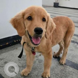 Found: Brown Female Golden Retriever Dog from Vattinagullapally-2