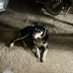 Missing: Black and Brown Female Indie Dog from Baner, Pune-2