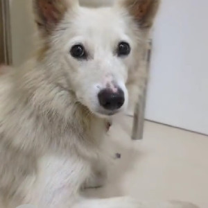Found: White Female Pomeranian Dog from Goregaon East Jawahar Nagar Phatak