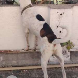 Missing: Black and White Male Indie Dog from Kodambakkam Subedhar garden-2