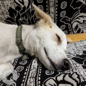 White Male Indie Labrador mix Dog is Found from Vikaspuri, H- block area-2