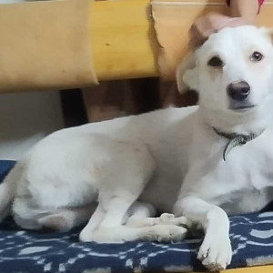 White Male Indie Labrador mix Dog is Found from Vikaspuri, H- block area