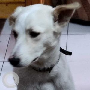 White Male Indie Labrador mix Dog is Found from Vikaspuri, H- block area-3