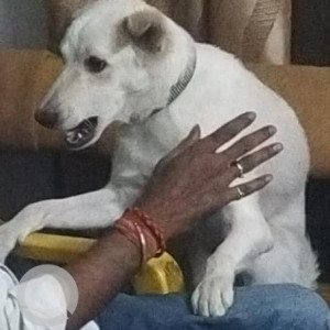 White Male Indie Labrador mix Dog is Found from Vikaspuri, H- block area-4