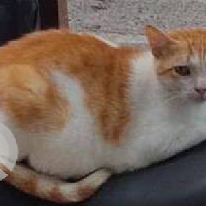 Missing: Orange Female Indie Cat from Building  no. - 40,tagore nagar - 1,Vikhroli east-2