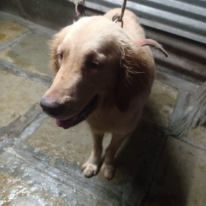 Found: Brown Female Golden Retriever Dog from Vishrantwadi