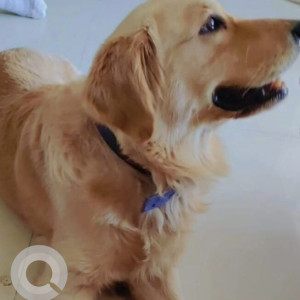 Missing: White Male Golden Retriever Dog from Thakrenager, Aurangabad, Maharashtra-2