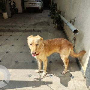 Found: Brown Male Indie Dog from Kadubesanahalli road, Panathur