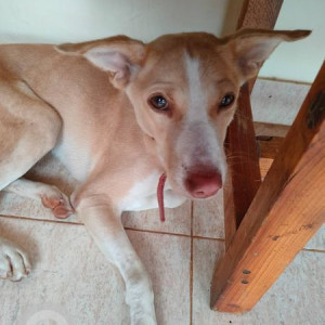 Found: White-Brown Mix Female Indie Dog from Quitla, Aldona, Goa-3