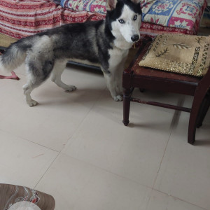 Found: Black and White Male Husky Dog from Chattarpur-2