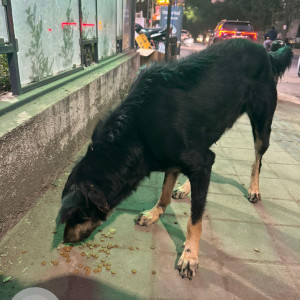 Found: Black and Brown Male Indie Dog from Balewadi  Dasra chowk-2