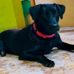 A Black Labrador Dog Missing from Chamrajpet, Bengaluru