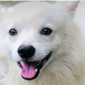Missing: White Male Pomeranian Dog from Pajifond margao-2
