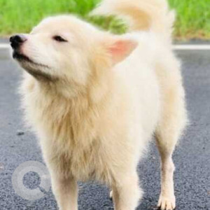 Missing: White Male Pomeranian Dog from Pajifond margao