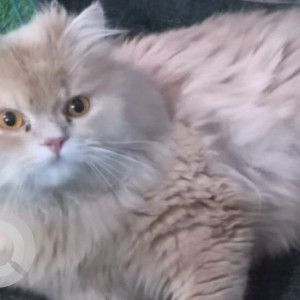 Found: White Female Persian Cat from Sector 8 Panchkula