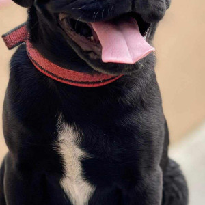 Missing: Black Male Pug Dog from Changunarayan nagarpalika-3