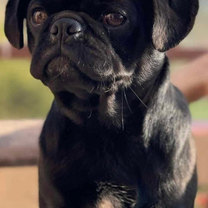 Missing: Black Male Pug Dog from Changunarayan nagarpalika-2