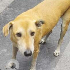 Found: White-Brown Mix Female Indie Dog from DLF phase - 2