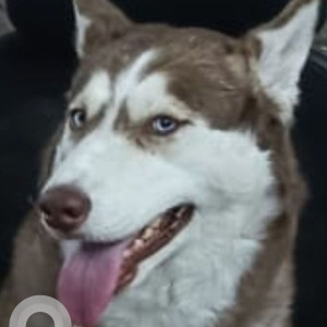 A White-Brown Mix Husky Dog Missing from Delhi NCR